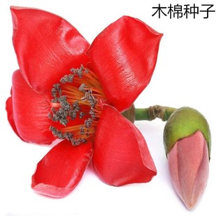 ɢ�bľ�޷N�� ľ�޻��N�� ��ľ�N���Ϸ���N�G����ľ�N�����l