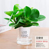 Douban Green Basin Planting Mes. Plant Hydroponic Flower Plant Room Living Room Desktop Green Plant Blue Jade Four Seasons Green Free Shipping