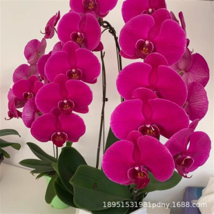 �����m�����������Ժ����F�m���������҃��ļ����B�����ֱ�l