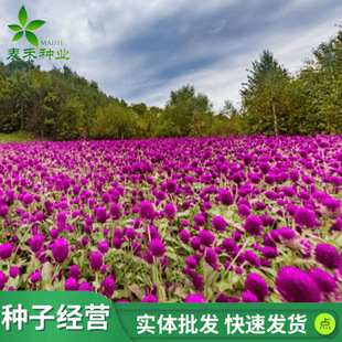 Thousand-day Red Flower Seed Seed Hundred-day Red Fireball Courtyard Landscape Greening Flowers Grass Flower Flower Seed Thousand-day Purple Flower Seed