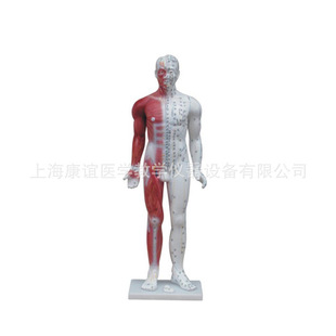 85cm Human Acupuncture Point Model Traditional Chinese Medicine Acupuncture Training Model Human Meridian Acupuncture Point Model