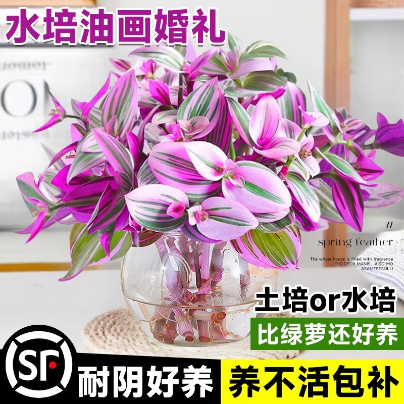 Oil Painting Wedding Hanging Orchid Potted Indoor Hydroponic Green Plant Office Desktop Plant Easy to Care for All Seasons Purple Orchid Flower