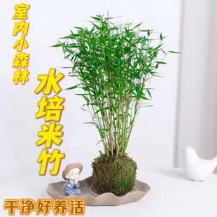 水培米竹发货新手土培观赏米竹观赏竹客厅懒人土壤绿植种植好TYmy-阿里巴巴