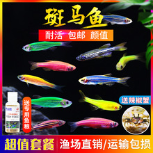 淡水魚種類 淡水魚種類批發 促銷價格 產地貨源 阿里巴巴