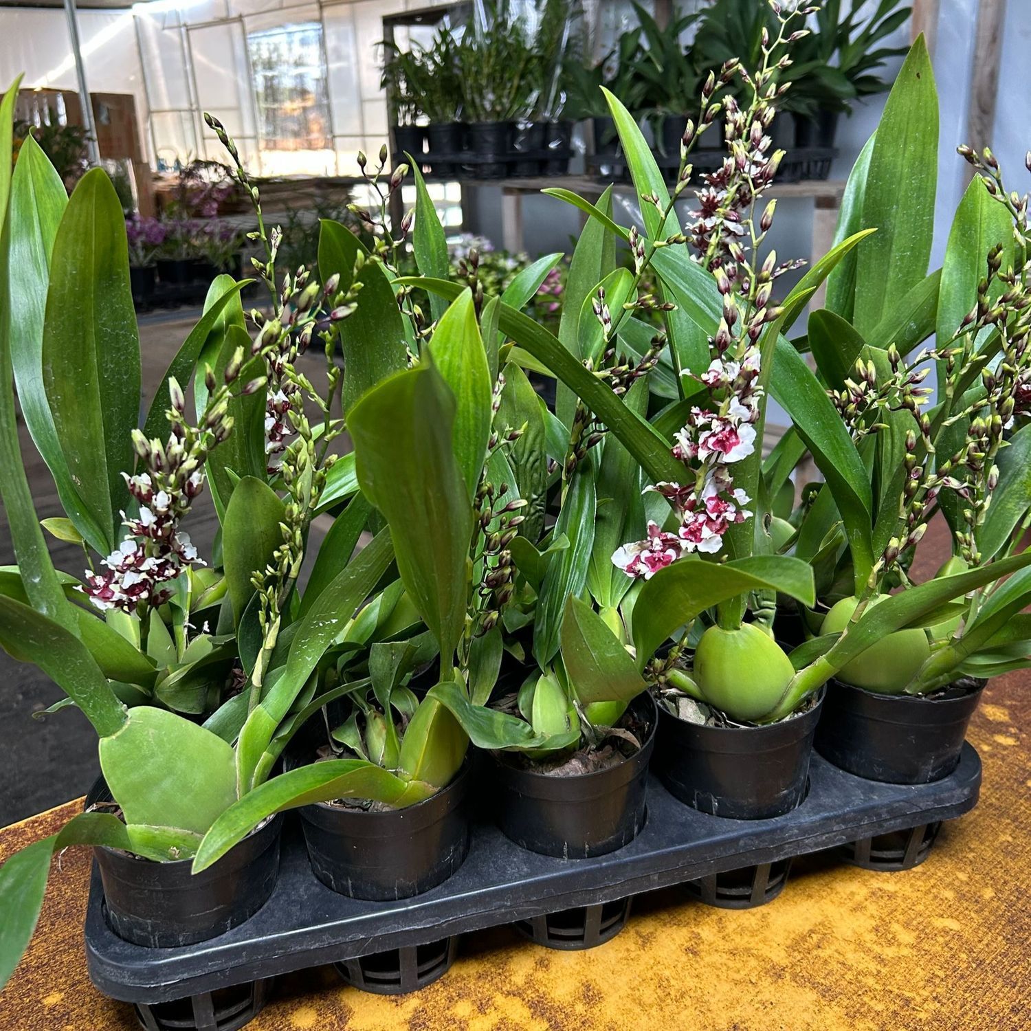 香水文心兰(巧克力2-3支花剑)开花巧克力花香客厅阳台办公室养