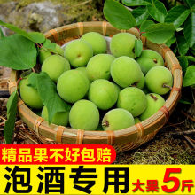 ���r��÷���Fժ��ϴ�����ɽҰ����÷�ӽ����������÷�ݾƌ����]