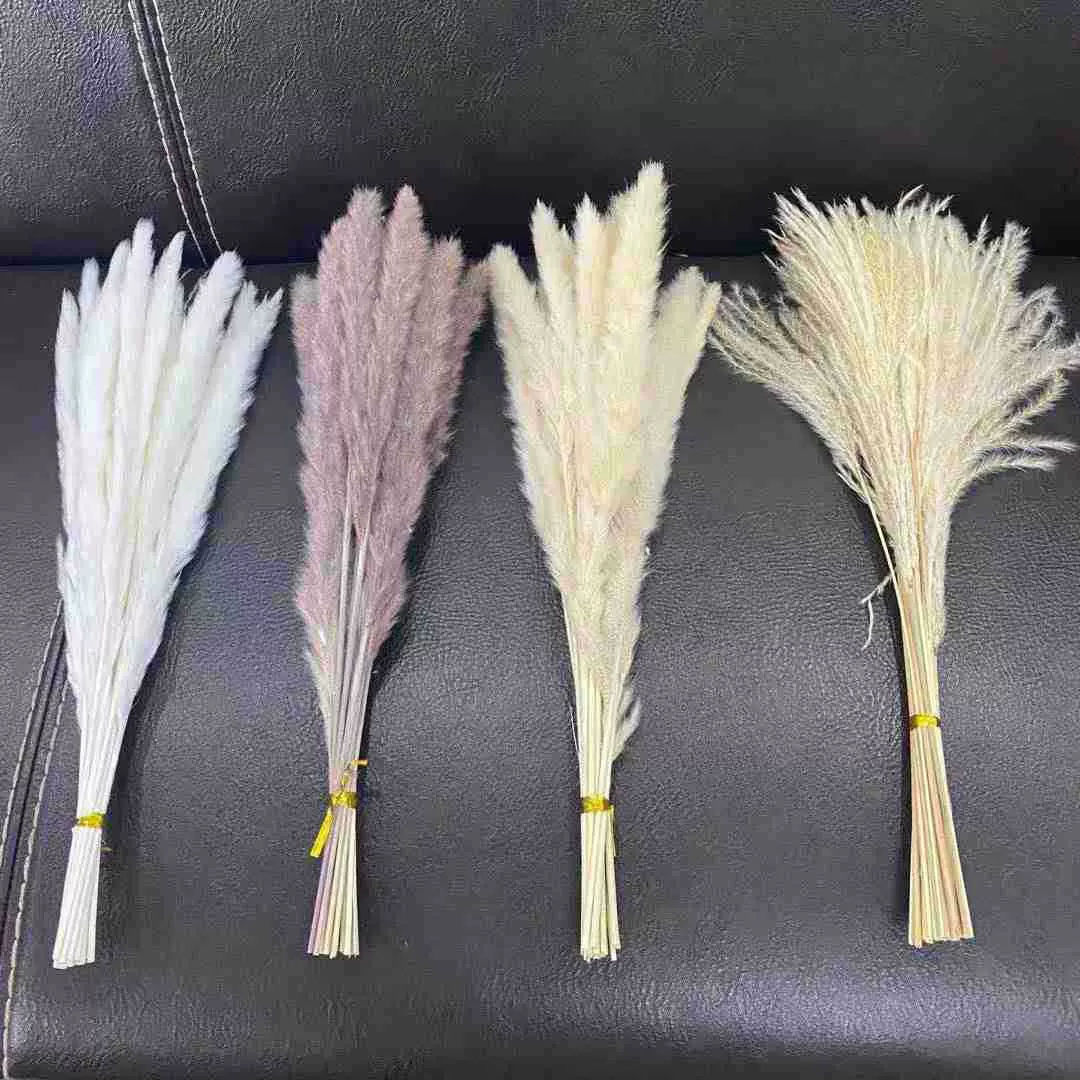小芦苇干花兔尾巴批发永生花芦苇干花跨境拂尘干花亚马逊供应商