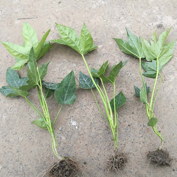 8868926342_263235629