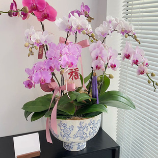 ����ʽ���L�����m�մɻ����ڏ��߼����໨�ɻ�ƿ��������С����