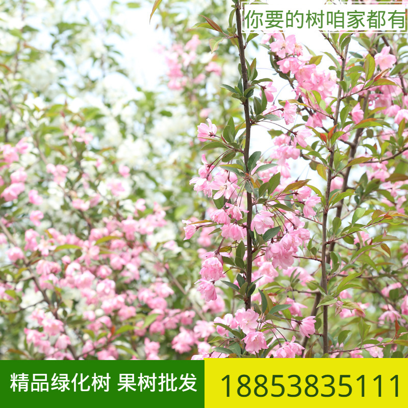 基地销售1-10公分垂丝海棠 园林绿化工程海棠苗 多种规格垂丝海棠