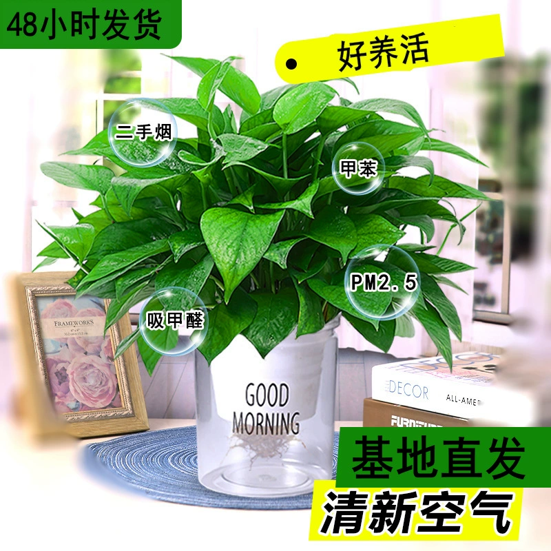 В помещении гидропонные зеленые редиски легко выращивать, зеленые растения вечнозеленые в любое время года, очистка воздуха в новом доме и удаление формальдегида.