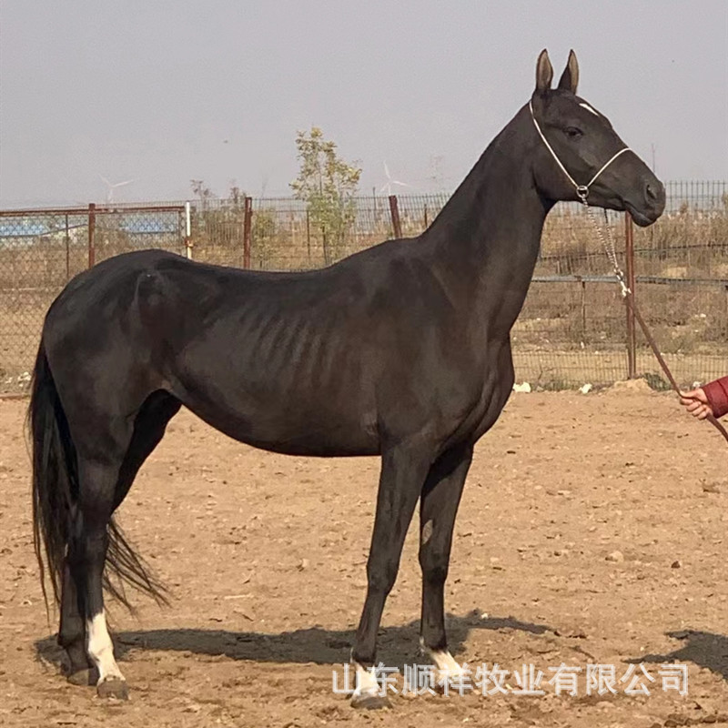 骑乘大马活体真马出售 马毛 马包 多少钱 哪里卖德保小矮马 马驹