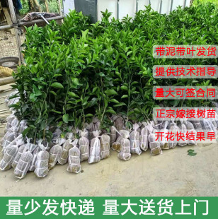 Sugar Orange Saplings Grafted to Sihui Guangyuan Sugar Orange Ground Potted Fruit Trees Planted in the South Will Bear Fruit in the Same Year