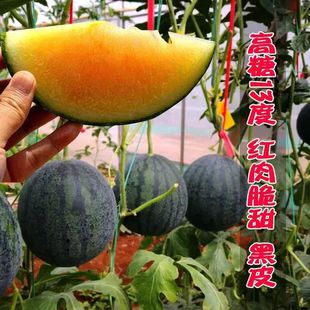 ���������ϷN�Ӻ�Ƥ�Sȿ������ˮ���ļ�ԭ�b�߲˴�ȫ���l��Ʒ�N