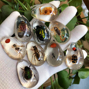 Real Insect Specimens Transparent Amber Blind Box Kidsren's Excavation Archaeological Pendant Beetle Scorpion Blind Bag Insect Specimens