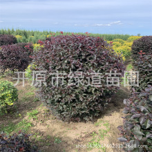 辽宁耐寒密枝红叶李树球龟背绿篱红叶李杯苗景观造型树红叶李小苗