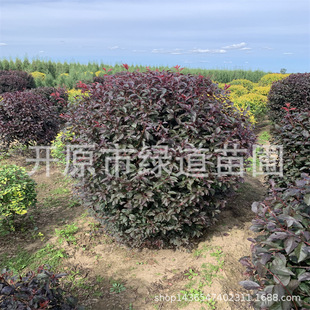 �|���ͺ���֦�t�~����������G�h�t�~��羰�^���͘�t�~��С��