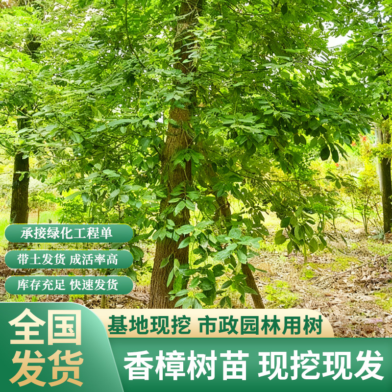 香樟树苗大树庭院大小叶龙脑樟室外南北方种植绿化风景树四季常青