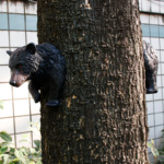 亚马逊 创意黑狗熊雕像树上挂件 户外花园庭院挂饰树脂动物工艺品
