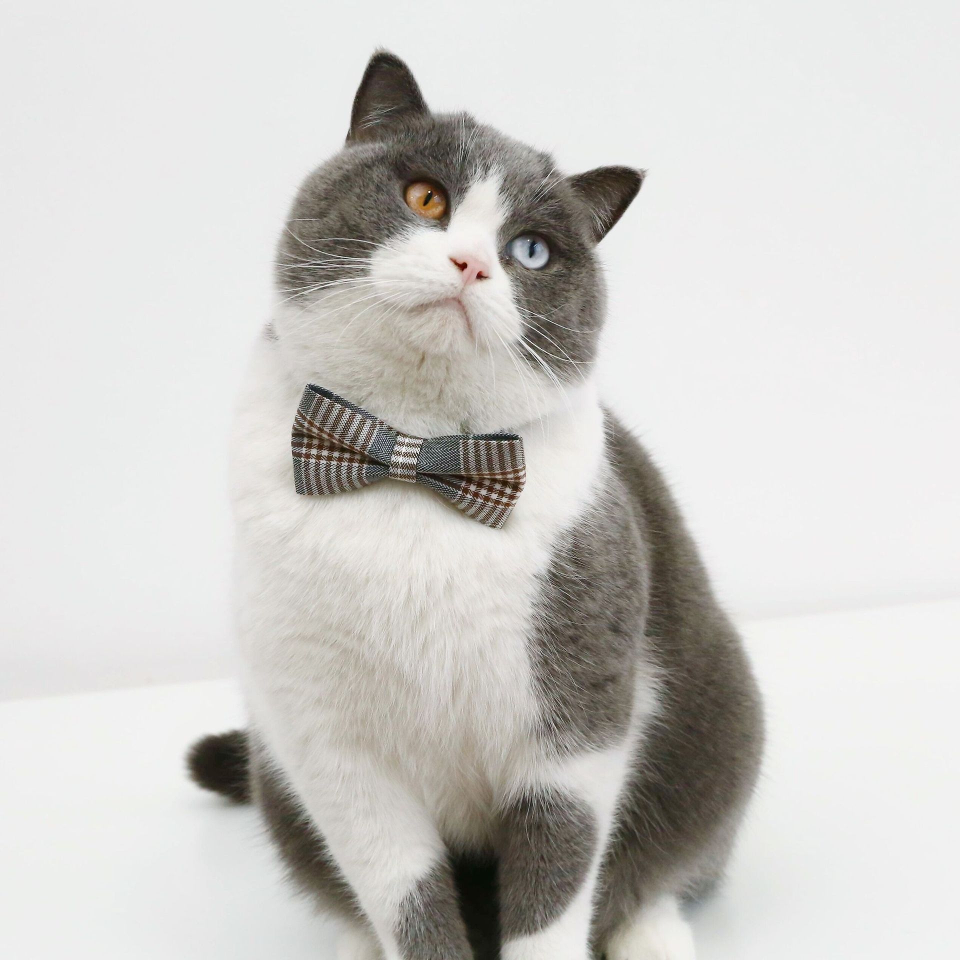 Pet British Style Bow Tie Tie Adjustable Cat Dog Collar Collar Bell Accessories display picture 10