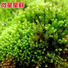 苔藓上水石吸水石盆景盆栽青苔孢子粉微景观鲜活植物种籽铺面苔藓