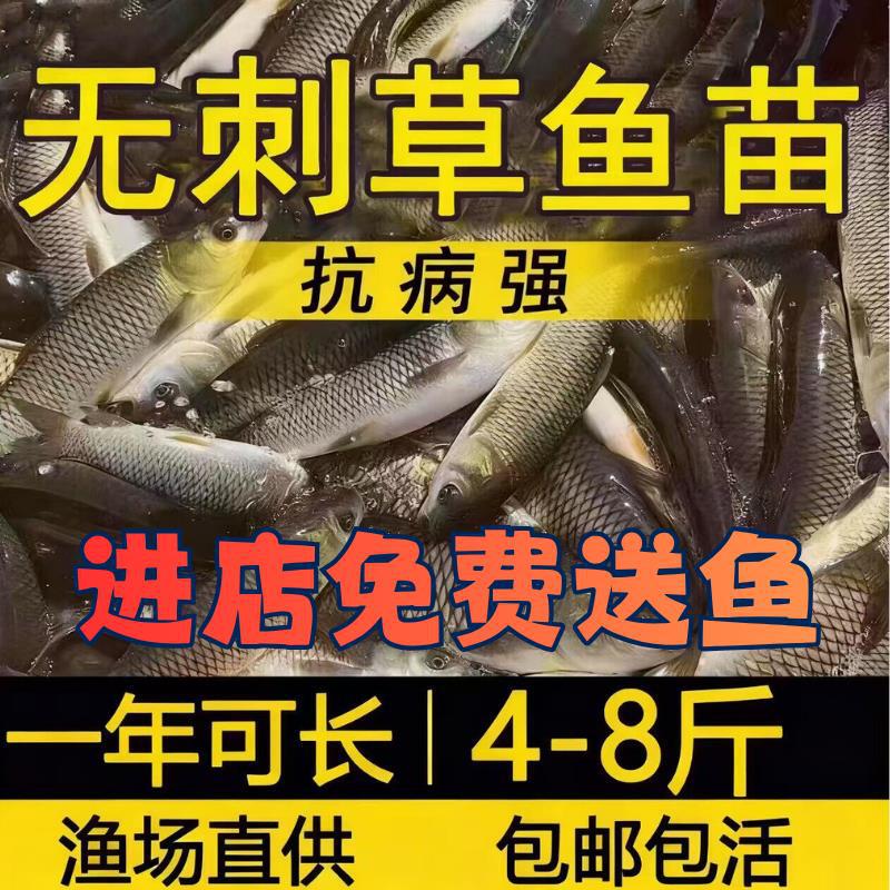 Sichuan boneless grass carp fry for freshwater aquaculture and consumption, half-pound extra-large boneless grass carp fry