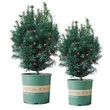 ͺ؁tɼ辰҃⻨ܾGֲֲļL