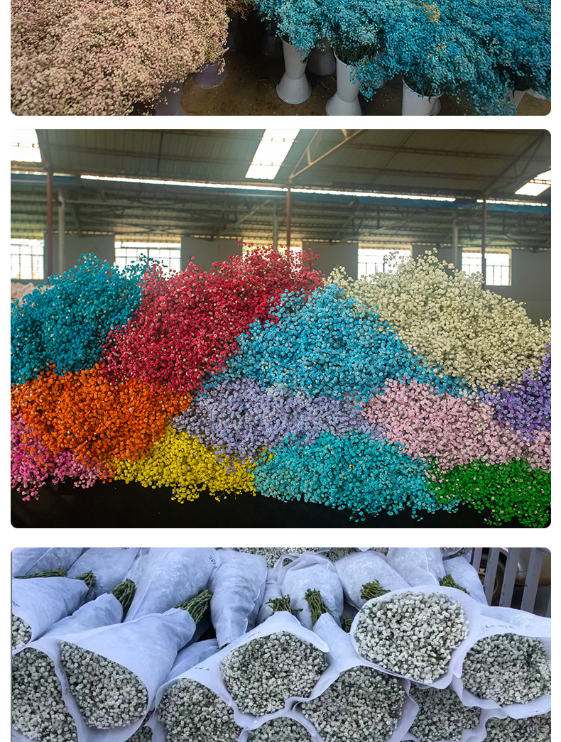 Full Sky Star, Immortal Flower, Dry Flower, True Flower Bundle, Flower Material, Gift, Flower_voghion.com