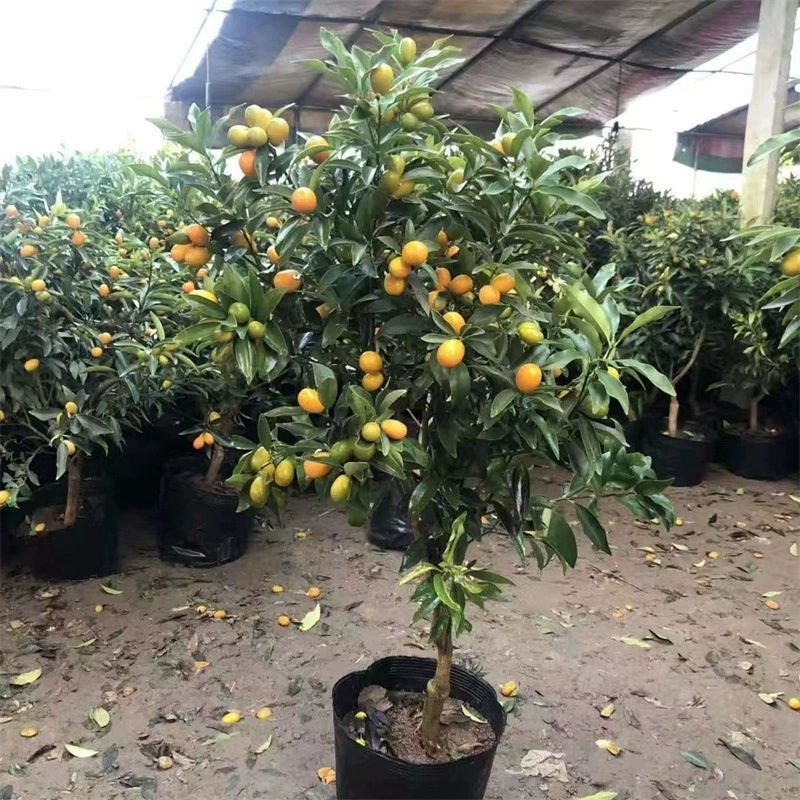 Хрустящий кумкват дерево горшок козье молоко оранжевый Four Seasons Просмотр Бонсай Балкон Двор посадка четыре сезона вечнозеленый с доставкой фруктов
