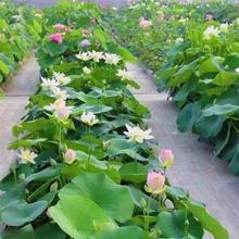 ֱlɻ ɏź^pɏNź ˯ɏKɏɻN