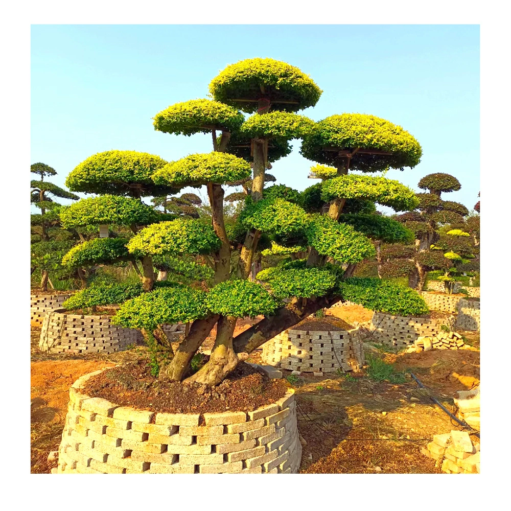 Блестящий пень Privet Блестящая вилла Privet Двор Муниципальный пейзаж Дерево Различные Ландшафтные формы