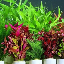 �~��ˮ��ֲ������쾰�ײ�ȫ�����ˮ�ݾGֲ�b�����ˮ����ɰ