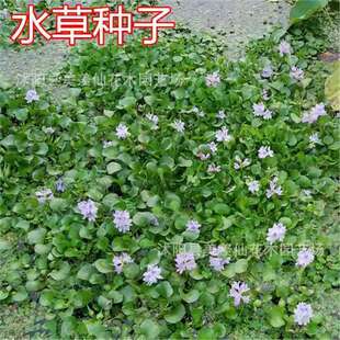 ���羳��؛���~��ˮ�ݷN����ˮ����������݆�~����С���r�~з�Bֳ