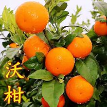 �V���ָ̮������rˮ��������r��ժ�a��ֱ�l���l���]