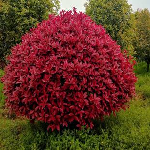 ·���e���t�~ʯ����δ�С������S��Ůؑ�����ļ�����t����ͥԺ