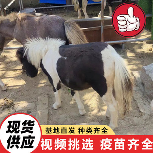 ��ͯ�T��С���R ���N��혰��_�R�T�˻��� �������䰫�R�Bֳ������