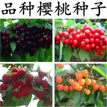 散装车厘子大樱桃种子山樱桃盆栽庭院地栽南北方种植樱桃树苗种籽