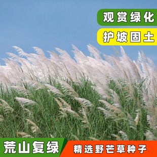 Slope Protection Pasture Wild Miscanthus Seeds Are Planted in All Seasons in the South and North to Plant Wild Grass Plants. Easy to Plant Grass Seeds. Slope Protection Grass Seeds
