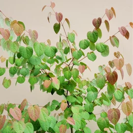 乔木;灌木;园林果树