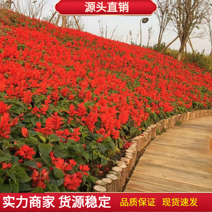 ���ڰ�һ���t�N�Ӱ����t�ߴ��tһ���{�N���׻�׷N�ͺ����ܷN��