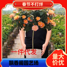 һ�����l�䘶�¼��������ش󻨝��㻨��ֲ���̨ͥԺ����õ�廨��