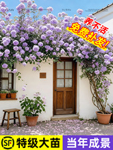 �Nޱ�����ٱ��¼��������ͥԺ����ֲ���̨��������õ���ͺ����l