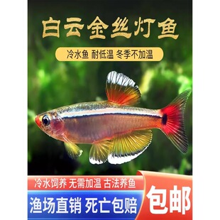 ��ˮ�~��녽�z�^�p�~���ֺ��B�׻���Ҝذ�녽�z�~С�ͻ��w�~