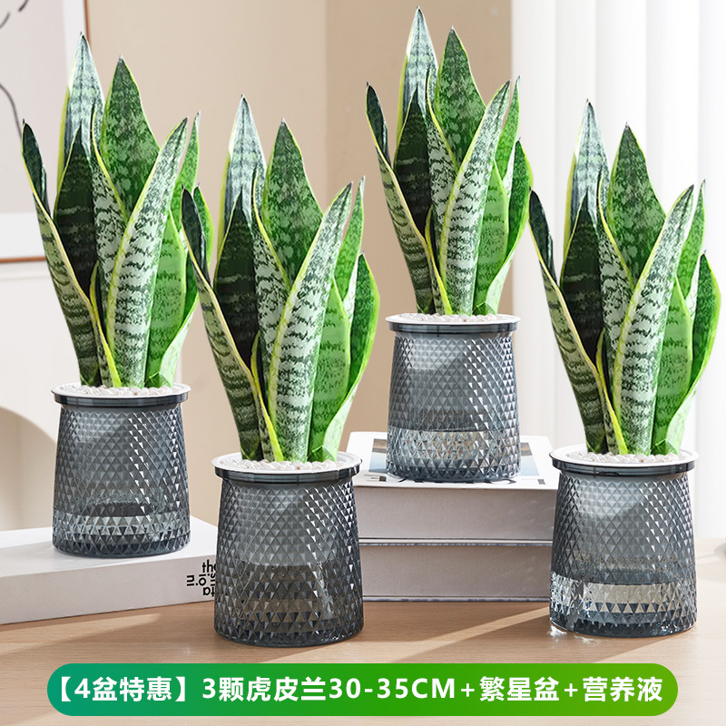 [화분 4개 특가] 호랑이 난초 30-35cm 3개 + 별 화분 + 영양액