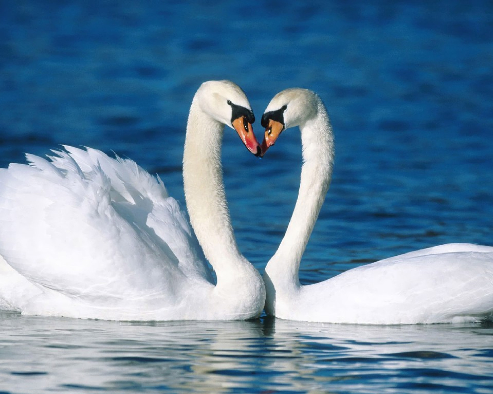 Cross-border 5d Amazon diamante pintura pegatinas hecho a mano DIY animal ladrillo pintura sala de estar pintura decorativa pegatinas al por mayor