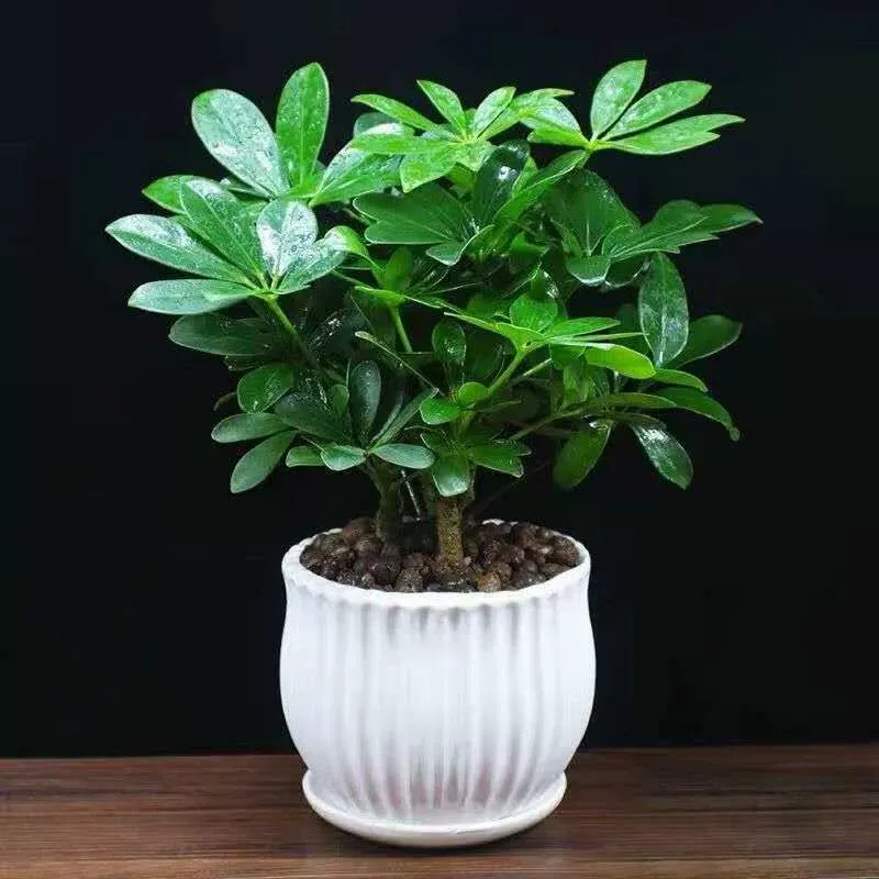 Утиная лапка Дерево в горшке Гидропонное растение Эскулус Водный цветок Зеленое растение Дерево удачи