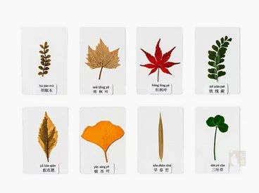 Leaf specimen combination