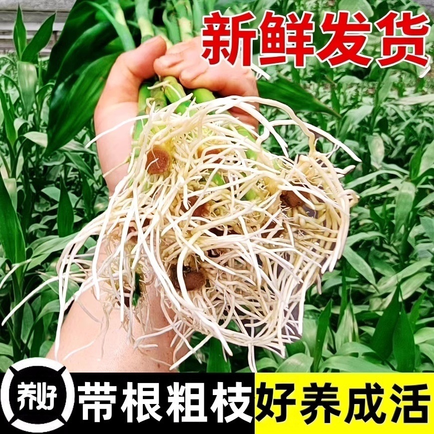 带根富贵竹水培植物室内好养客厅转运竹子招发财树绿萝富贵竹