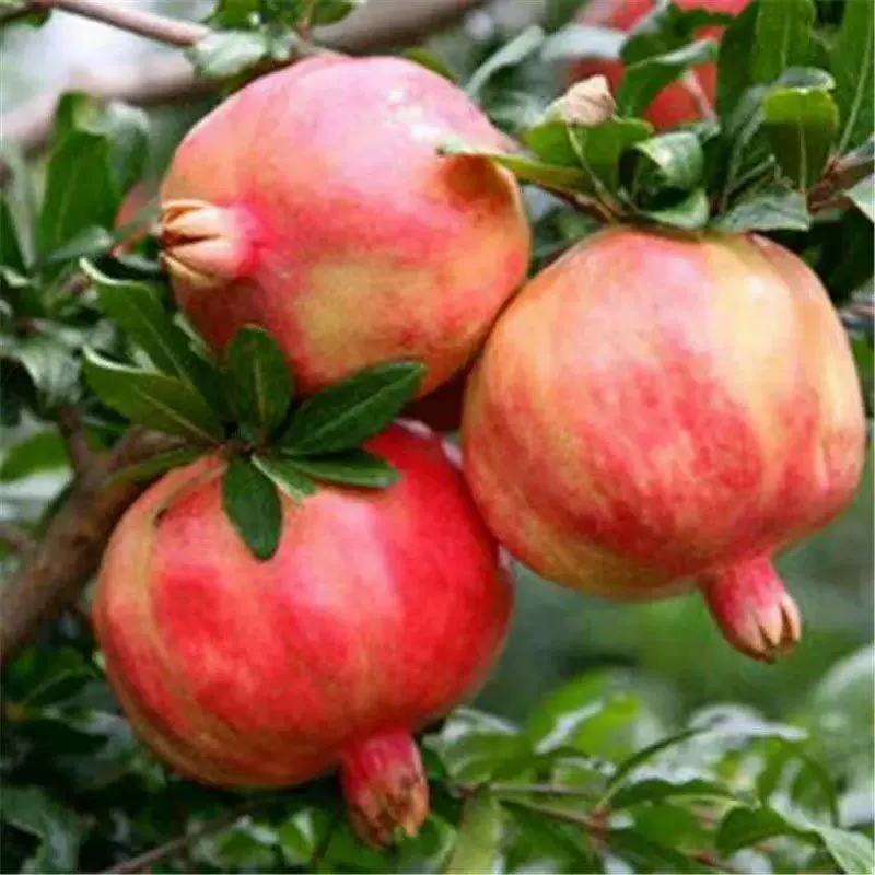 Семена граната, кристаллические семена гранатового дерева, семена плодовых деревьев, семена граната с красной кожурой, семена граната с желтой кожурой, семена черного граната