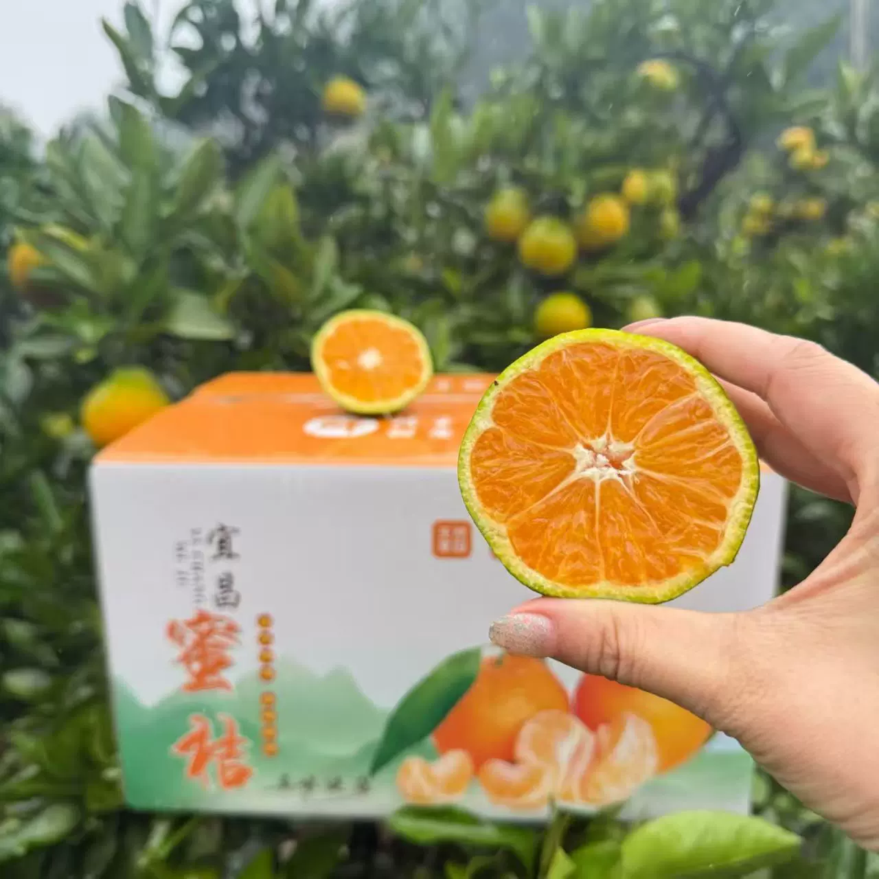 新鲜水果蜜桔薄皮无籽纯甜橘子过节单位福利公司采购工厂水果礼盒